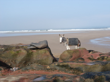 Donkey on the beach!